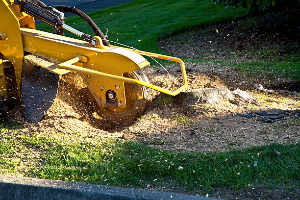 Lawn Grading and Leveling in Lebanon, VA